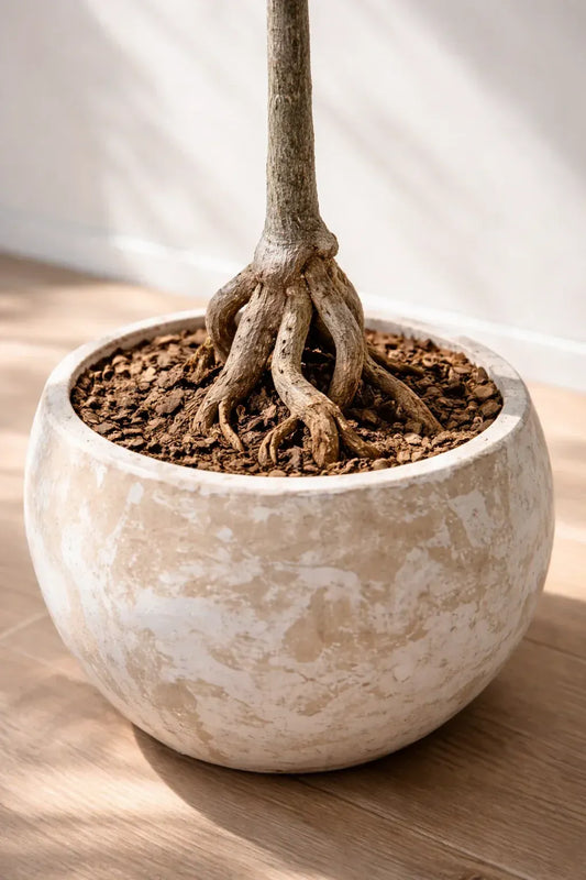 Bottle tree with exposed roots in a terracotta bowl up close