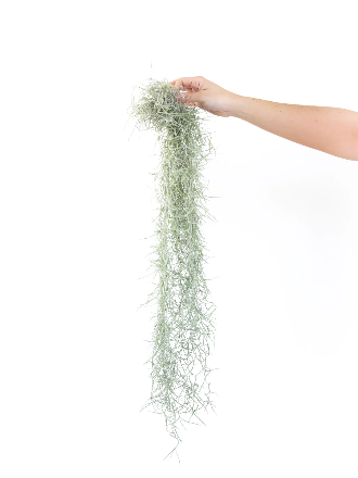 Colombia Thick Spanish Moss elegantly draped over a decorative planter, enhancing an indoor vertical garden with its flowing, natural beauty.