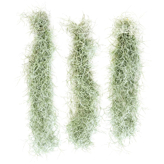 Colombia Thick Spanish Moss hanging in a bright space with indirect sunlight, illustrating its low-maintenance and air-purifying qualities for indoor plant decor.