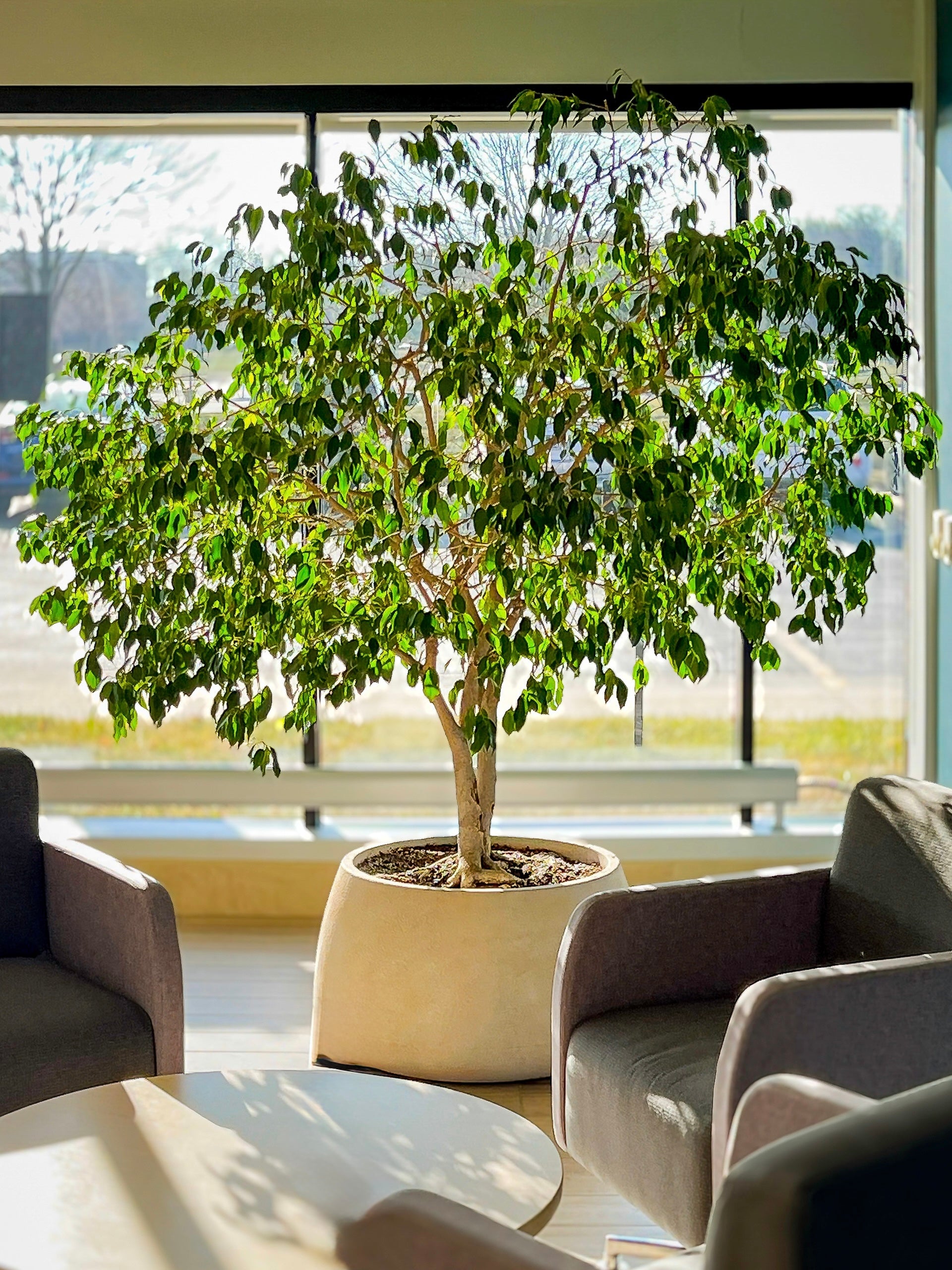 Large weeping fig (ficus) tree in odern office lounge, commercial plantscaping and maintenance in West Des Moines, Iowa provided by Trendy Gardener.