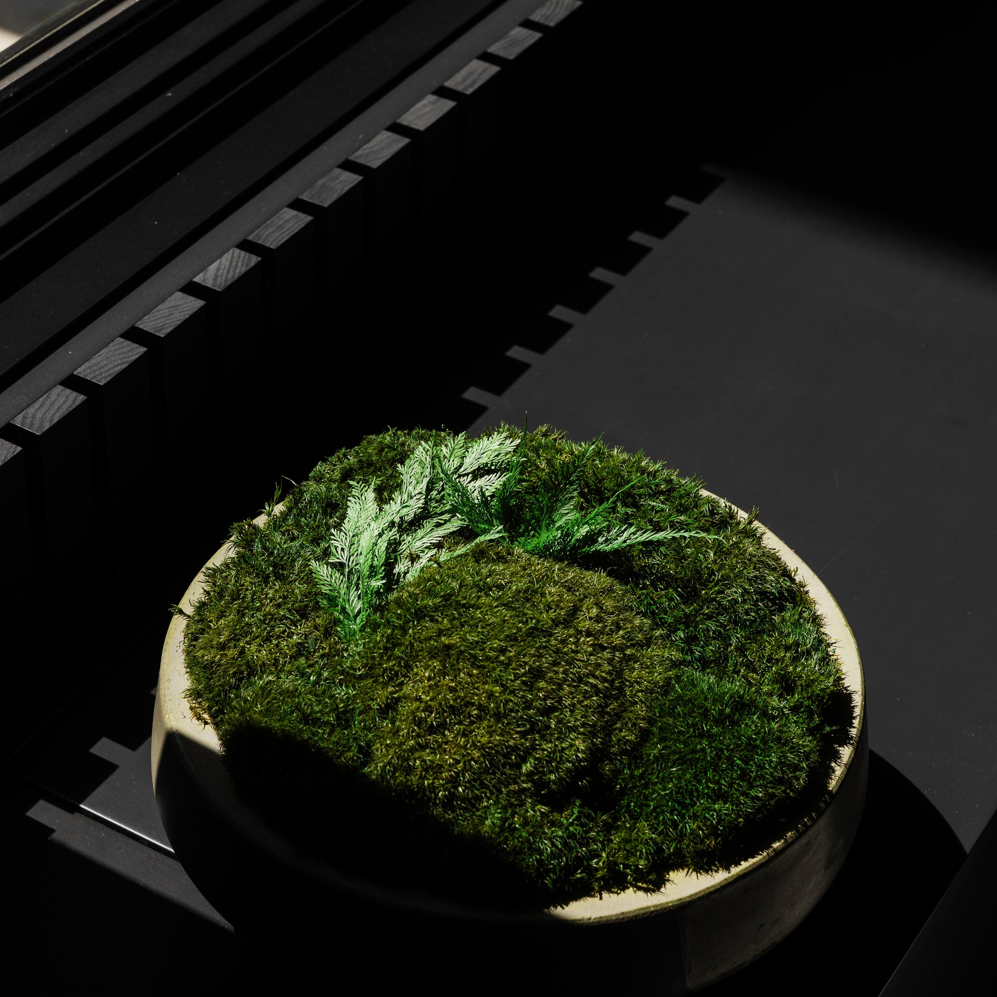 Round Newport concrete Moss bowl or a concrete low bowl filled with green preserved mood moss, cushion moss, and cloud moss. 