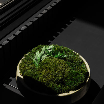 Round Newport concrete Moss bowl or a concrete low bowl filled with green preserved mood moss, cushion moss, and cloud moss. 