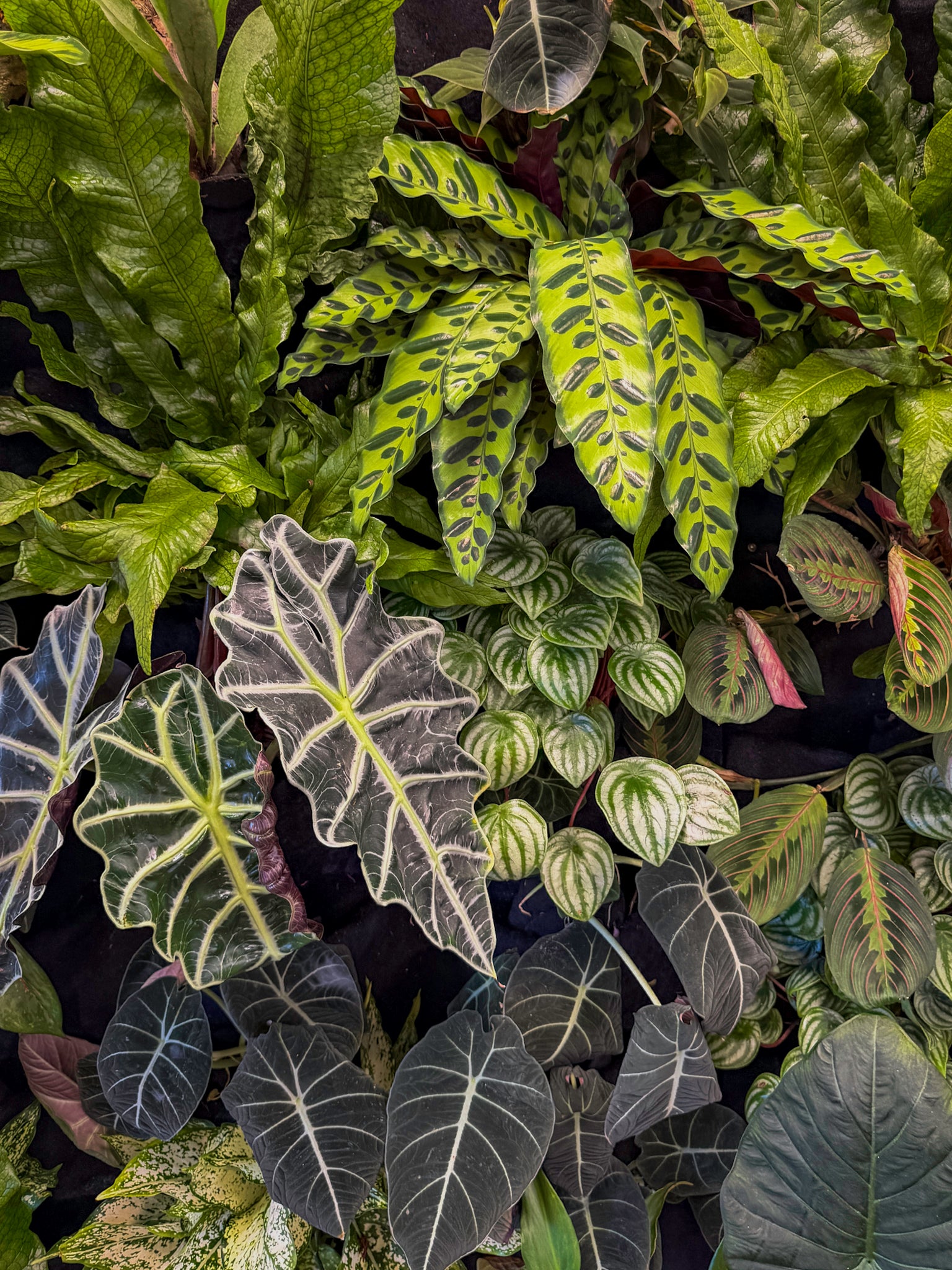Custom living wall with built-in recirculating irrgation for The Hearing Doctors of Iowa seating area in Ankeny. Designed, installed, and maintained by Trendy Gardener.