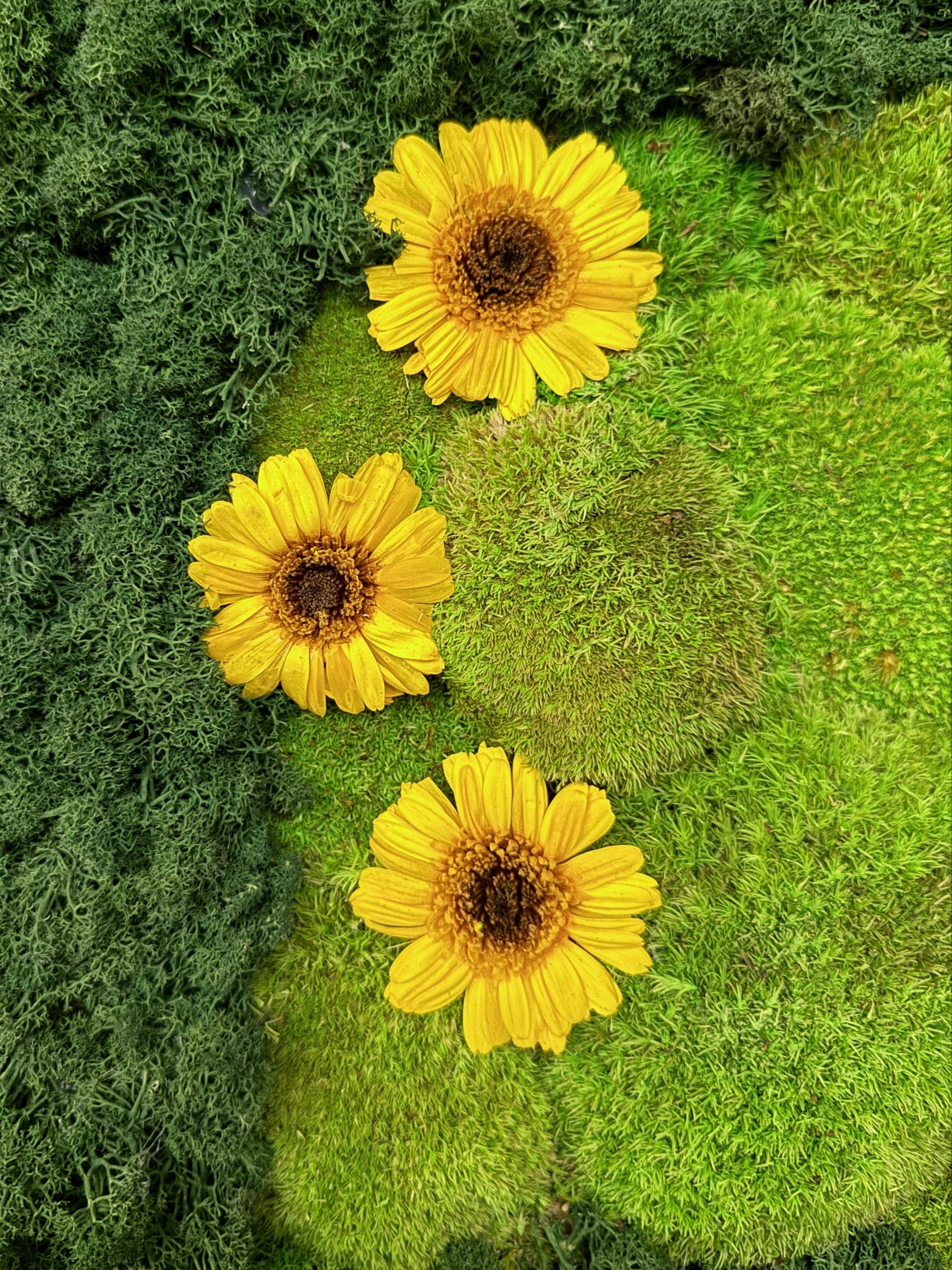 A bespoke preserved moss wall incorporating vibrant preserved sunflowers, adding a warm, nature-inspired touch to sustainable interior decor, perfect for home and office plantscaping projects in West Des Moines, Iowa