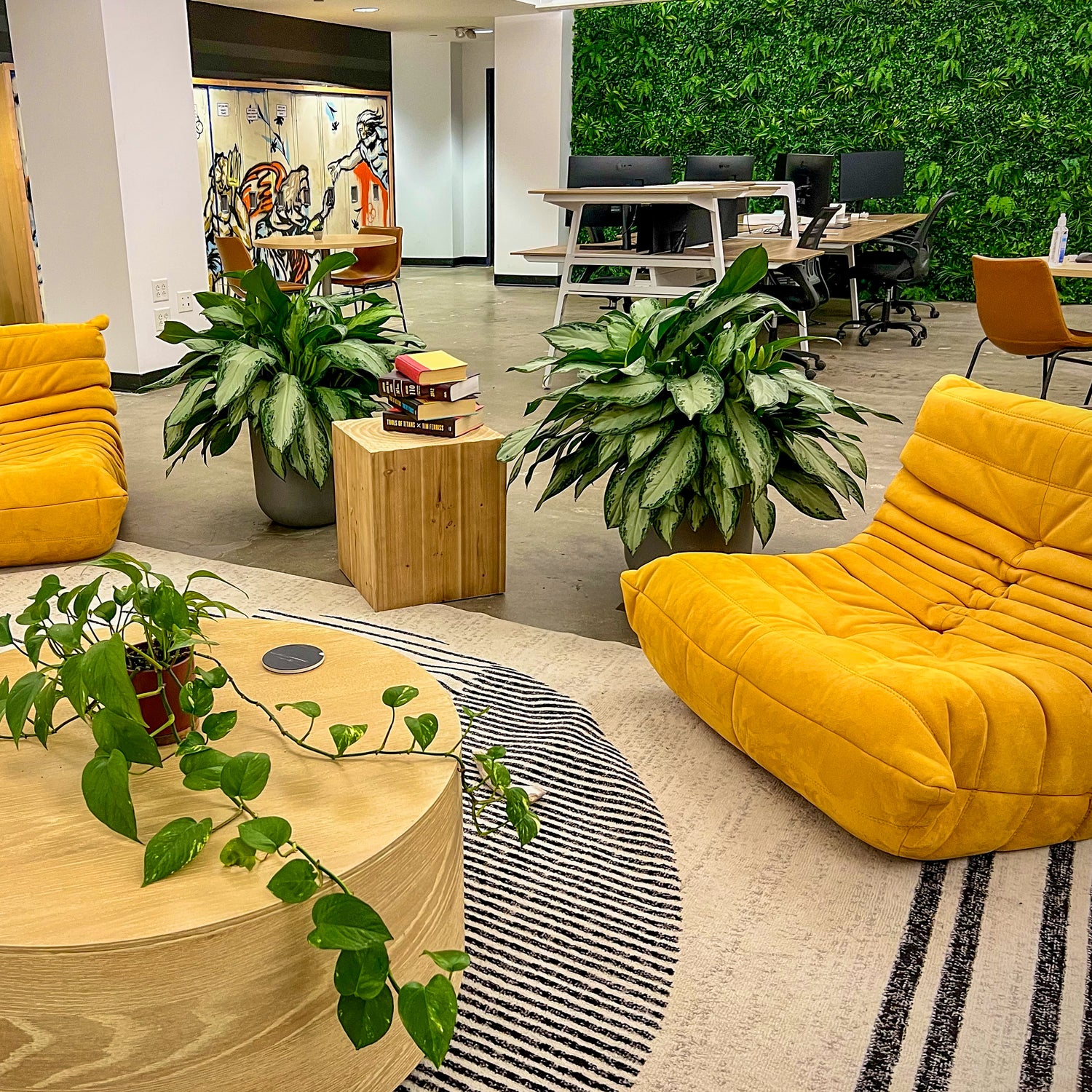A thoughtfully curated collection of large indoor plants and office trees professionally installed at OpenLoop Health headquarters, and plants professionally watered and maintained by Trendy Gardener.