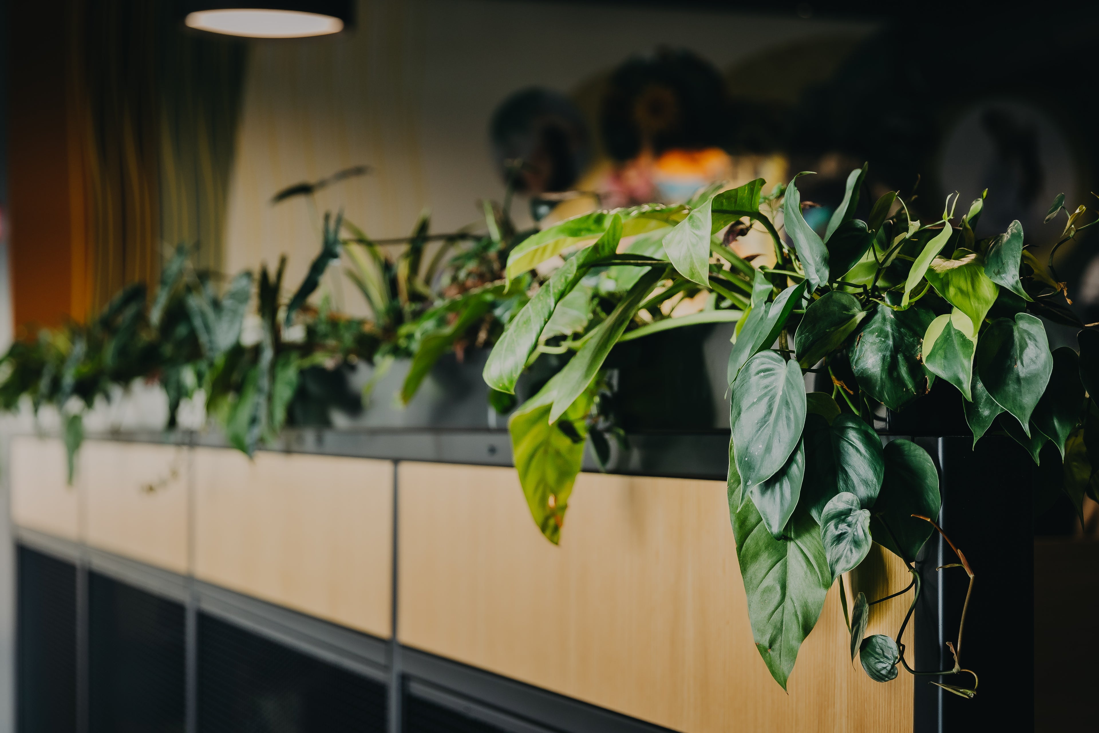 Easy care indoor plants in sleek planters at TRILIX's workspace.
