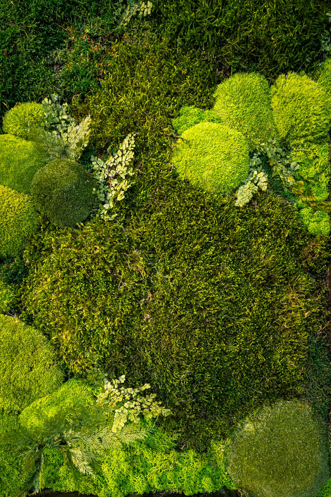 Close up of a preserved moss wall featuring mood moss, pole moss, sheet moss, rock moss, reindeer moss. Installed by Trendy Gardener, commercial moss walls, residential moss walls, Des Moines, Iowa.
