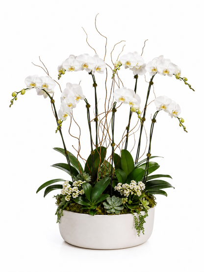 Full 6-stem Phalaenopsis orchid Waterfall arrangement designed for lobbies, large consoles, hospitality spaces, and high-visibility interiors.