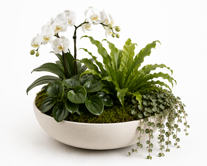 Premium designer's choice botanical centerpiece plant arrangement in a matte ivory bowl with white orchid, bird’s nest fern, glossy peperomia, trailing dischidia, and moss top dressing.