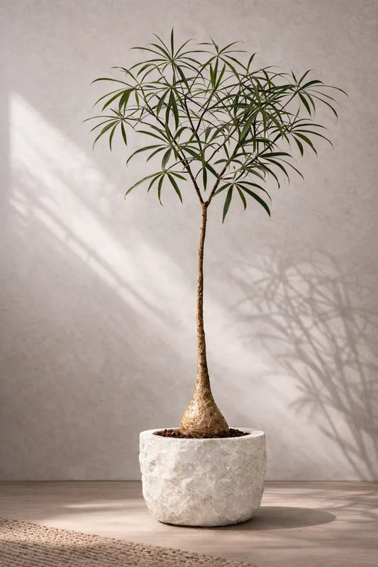 Potted indoor tree with slender trunk and long, narrow leaves in a textured white planter