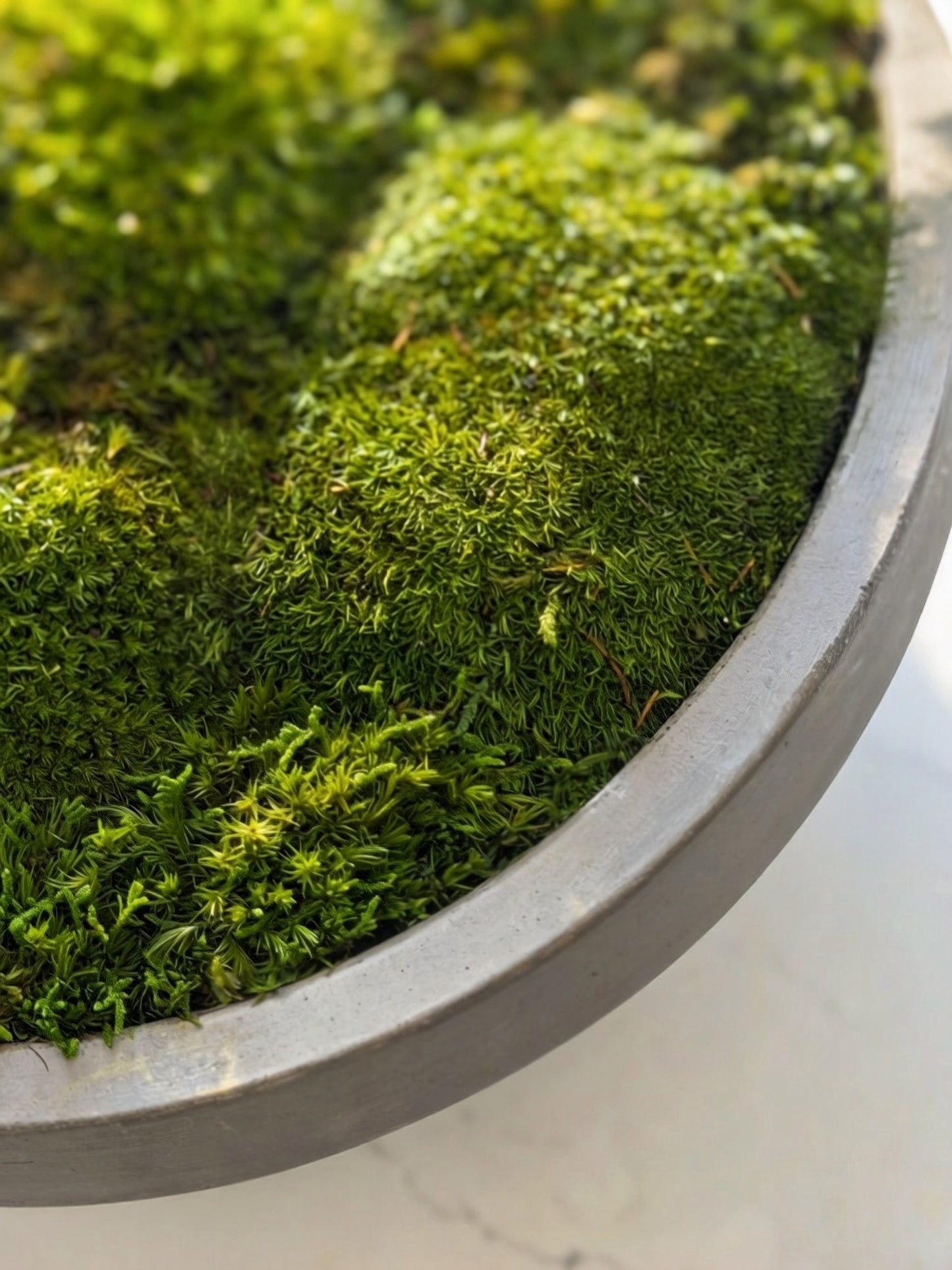 Preserved green moss bowl decor close up featuring vibrant, no maintenance tabletop decor. No water mood moss bowl.