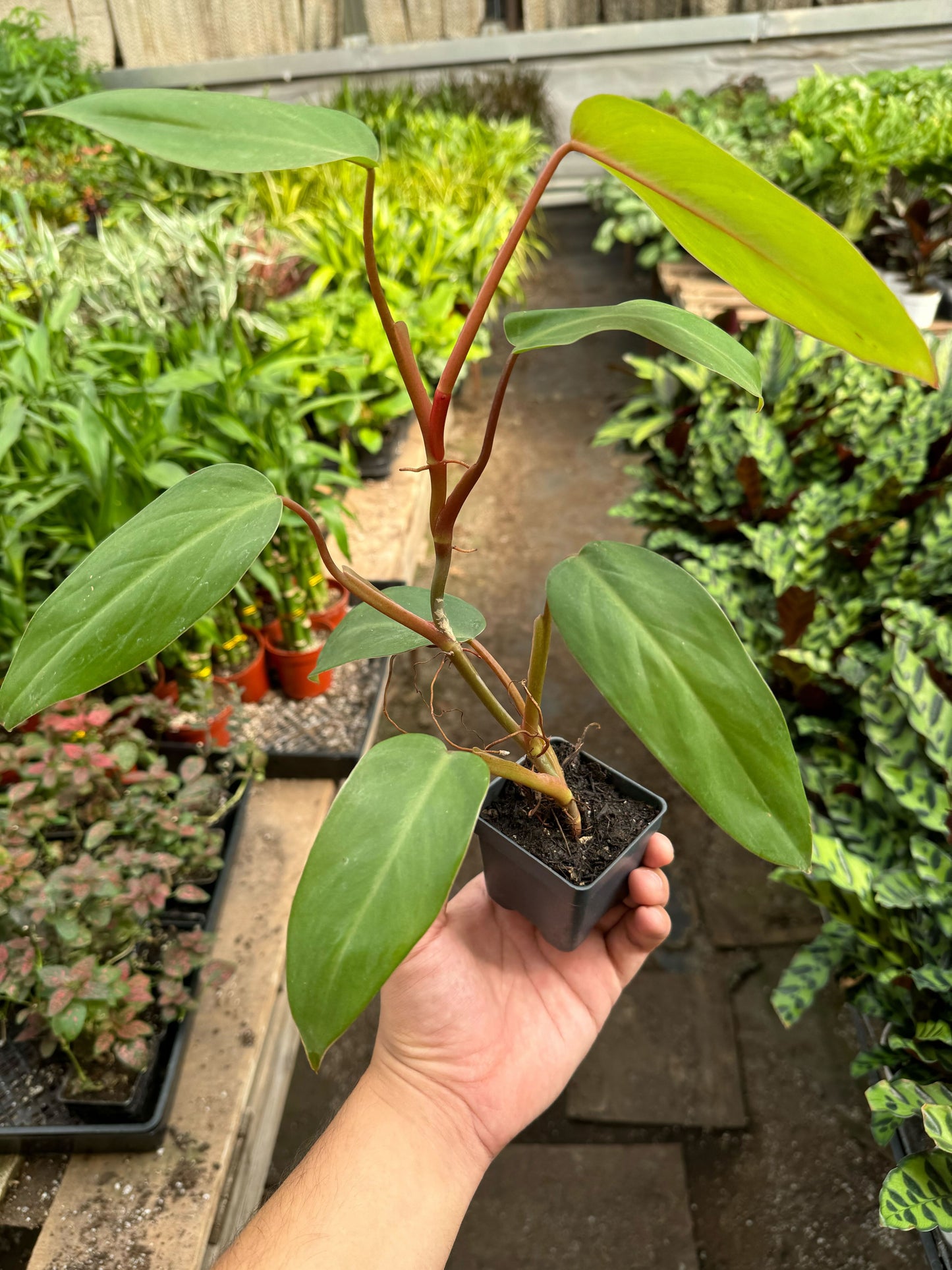 Philodendron Red Emerald: A Bold and Exotic Statement Plant