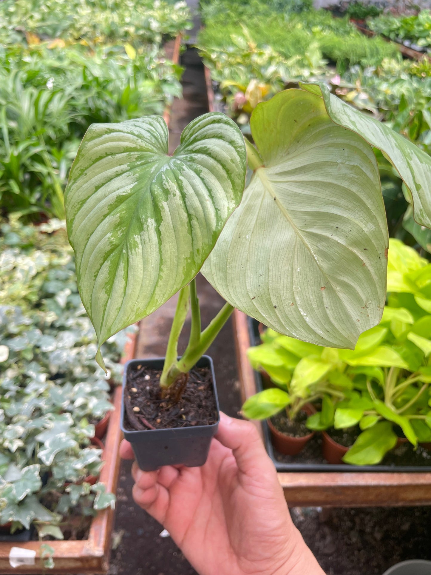 Philodendron mamei