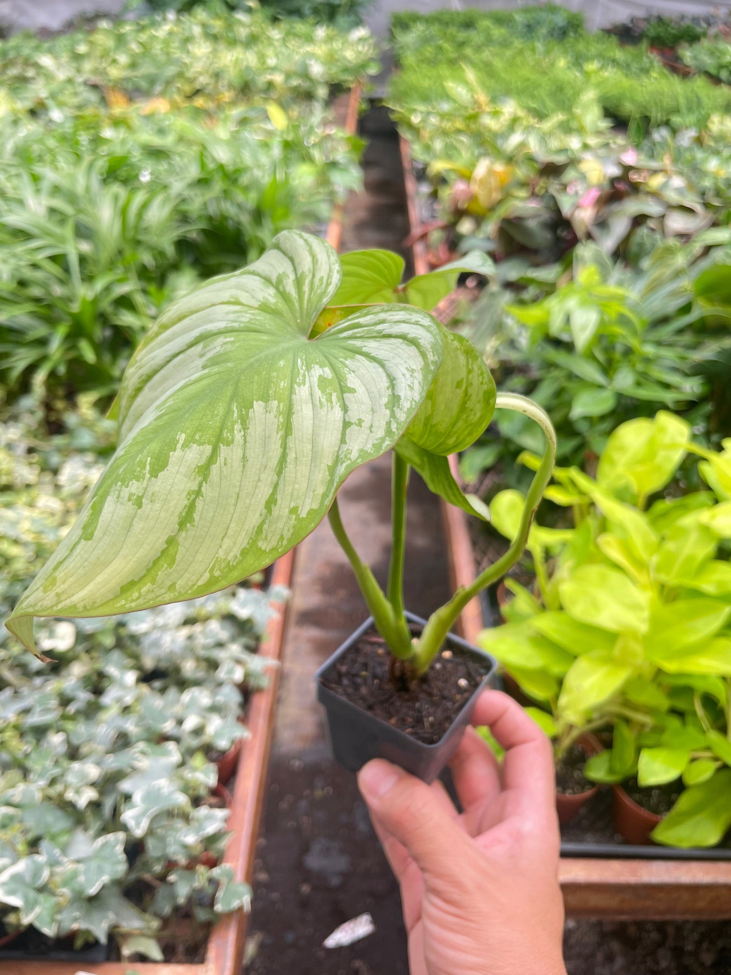 Philodendron mamei