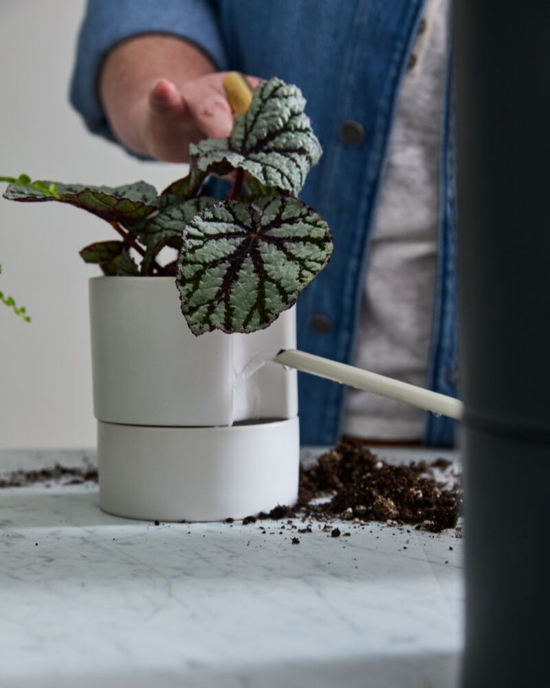 Elegant Jett Pot in a home office environment, placed on a desk beside a laptop, enhancing the room's modern decor with a touch of green. Trendy Gardener best plant shop in Des Moines, Iowa. 