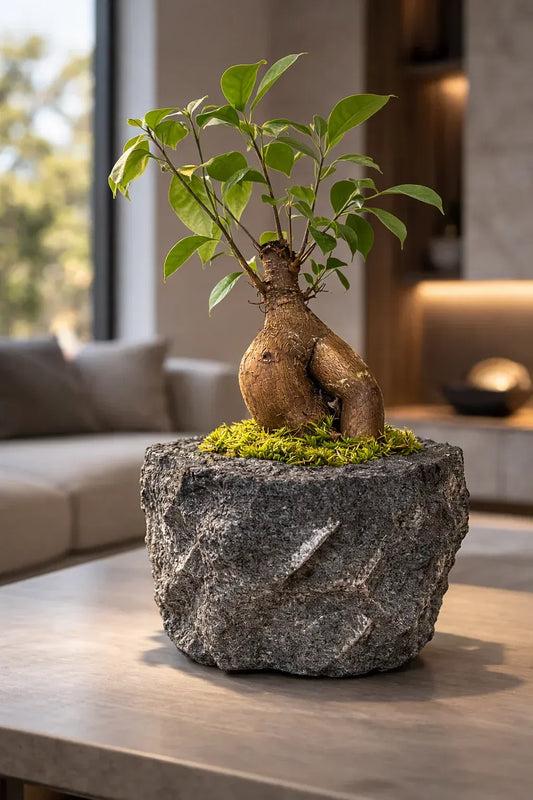 Stylized bonsai tree in a natural stone planter being displayed on wood coffee table inside a modern interior.