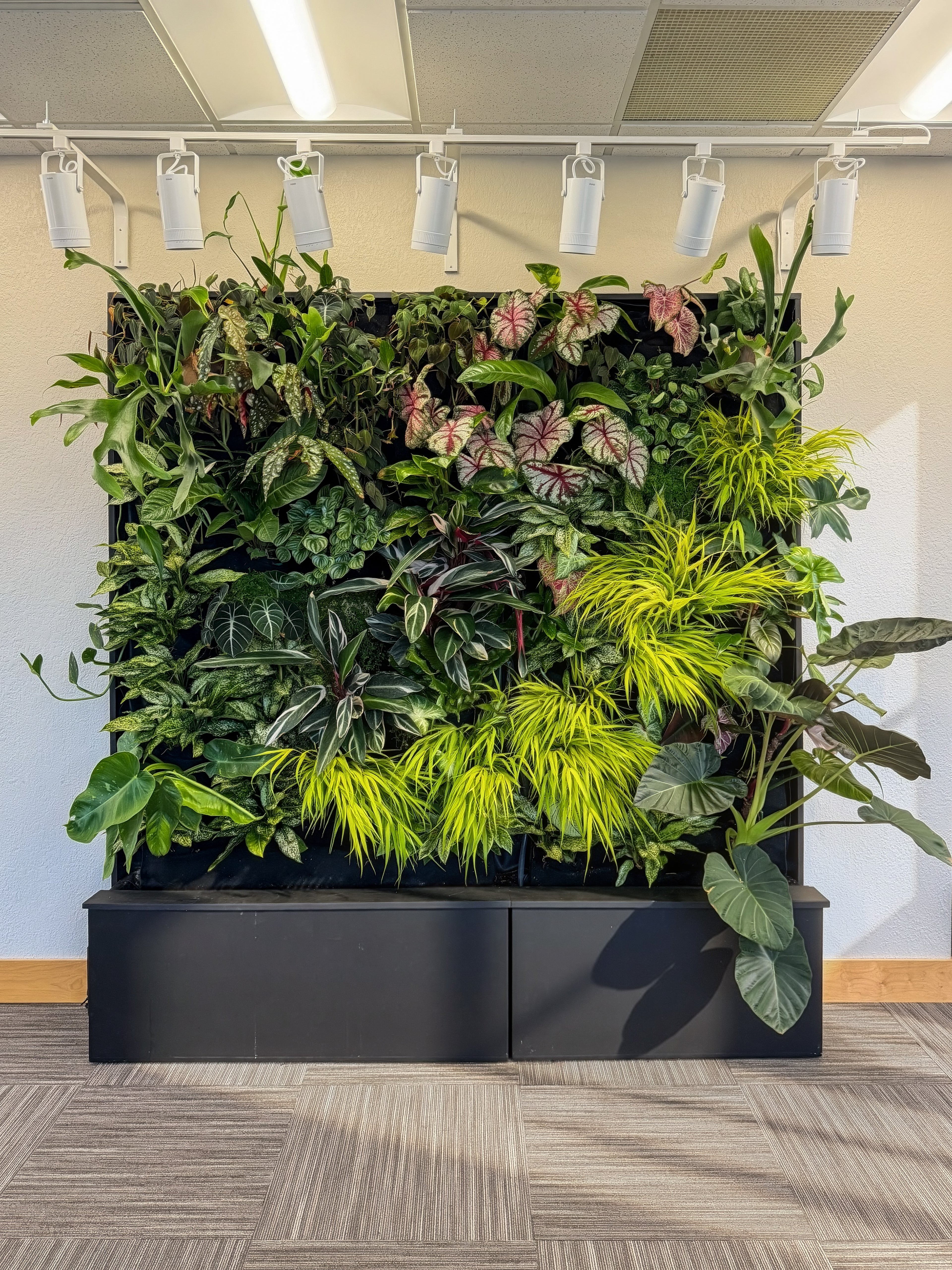 Statement living wall installation for a Central Iowa hospitality lobby, designed with dense foliage, integrated lighting, and a tailored maintenance plan to keep the vertical garden lush, even in a high-traffic environment.