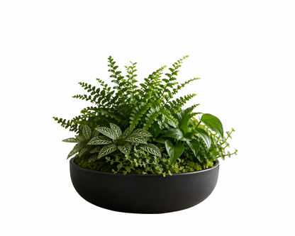 Botanical centerpiece indoor plant arrangement with fern, white fittonia, glossy green houseplants, trailing foliage, moss, and black bowl planter.