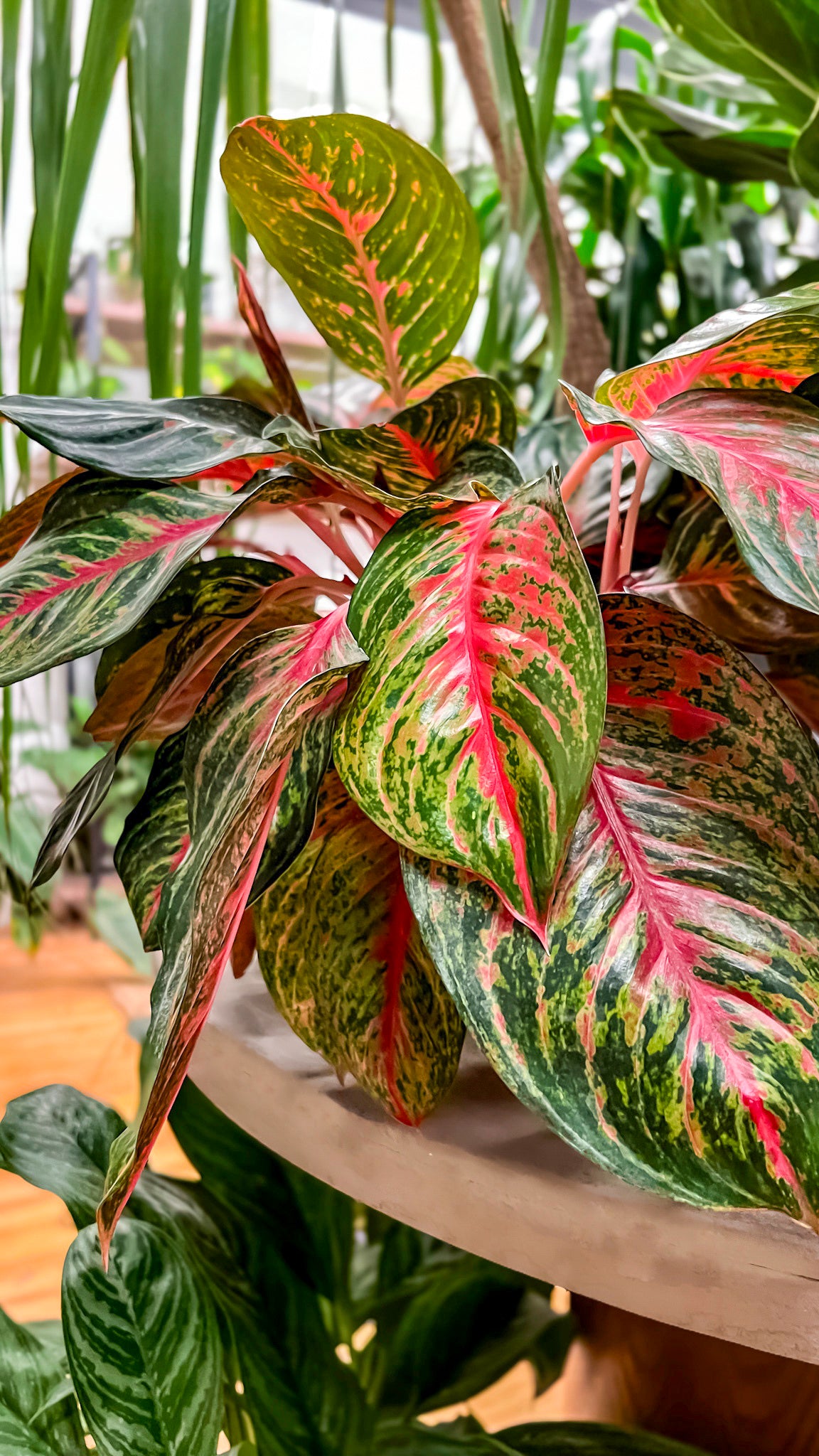 Red aglaonema close-up with pink and green variegation, office plant selection, sourcing, and maintenance services in Des Moines, Iowa provided by Trendy Gardener.