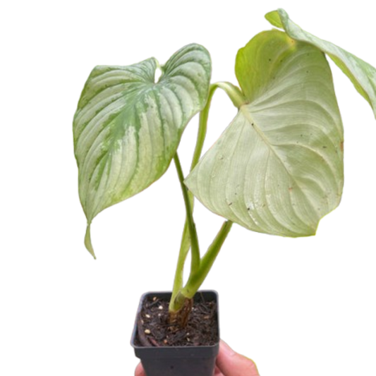 Philodendron mamei