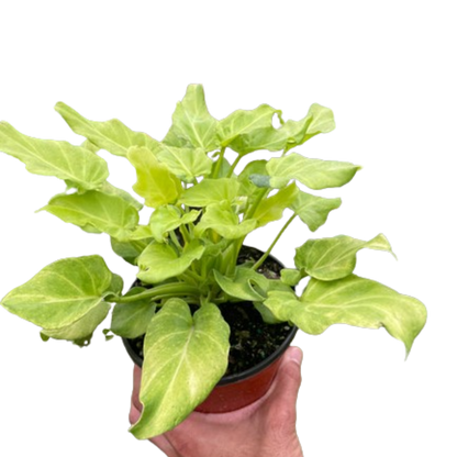 Thaumatophyllum xanadu Variegated