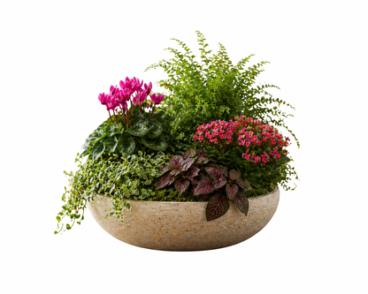 Pink flowering botanical centerpiece with cyclamen, kalanchoe, pink fittonia, fern, trailing foliage, moss, and cream textured bowl planter.
