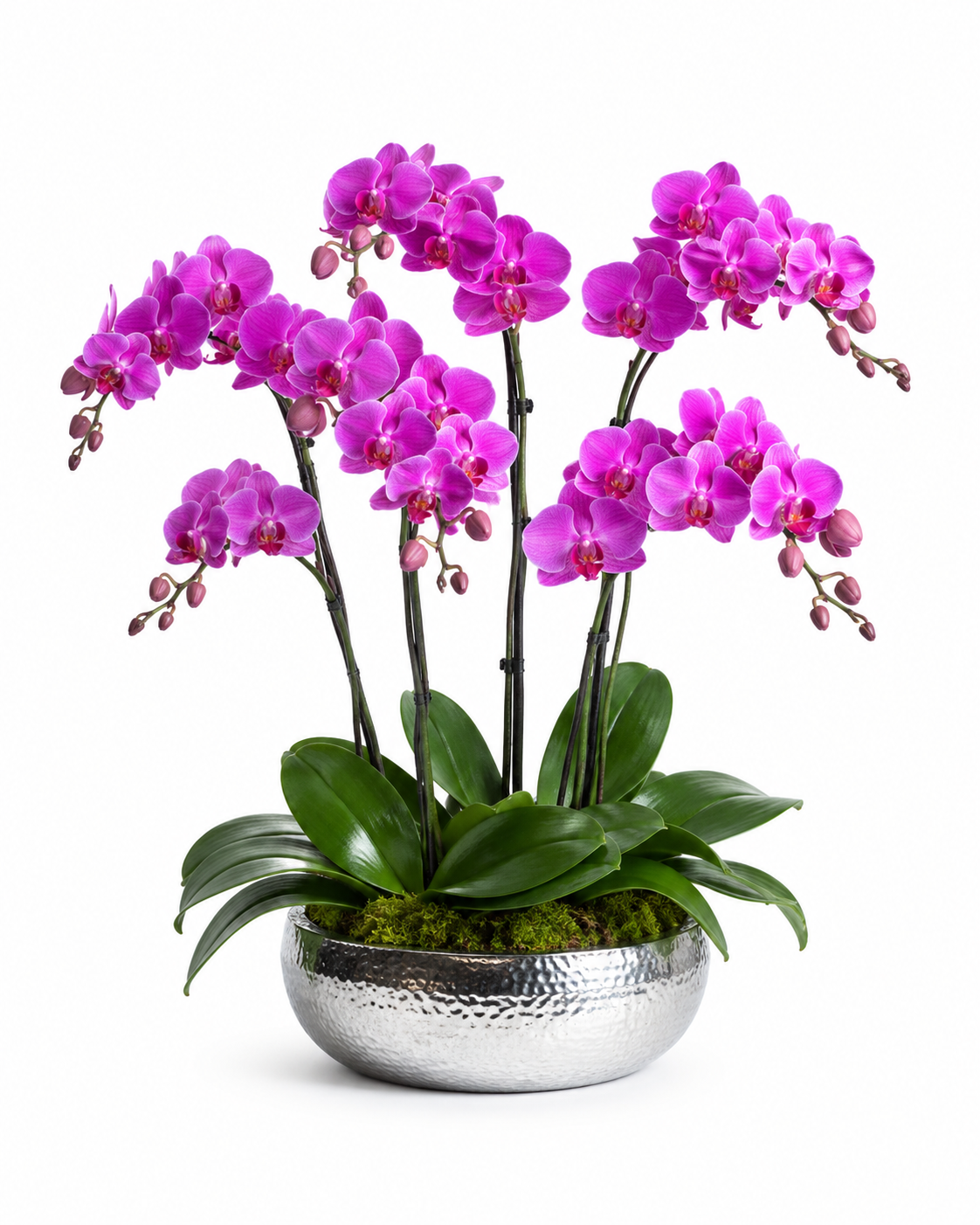 Elegant 4-stem Phalaenopsis orchid Waterfall arrangement styled for homes, offices, entry consoles, and reception desks.