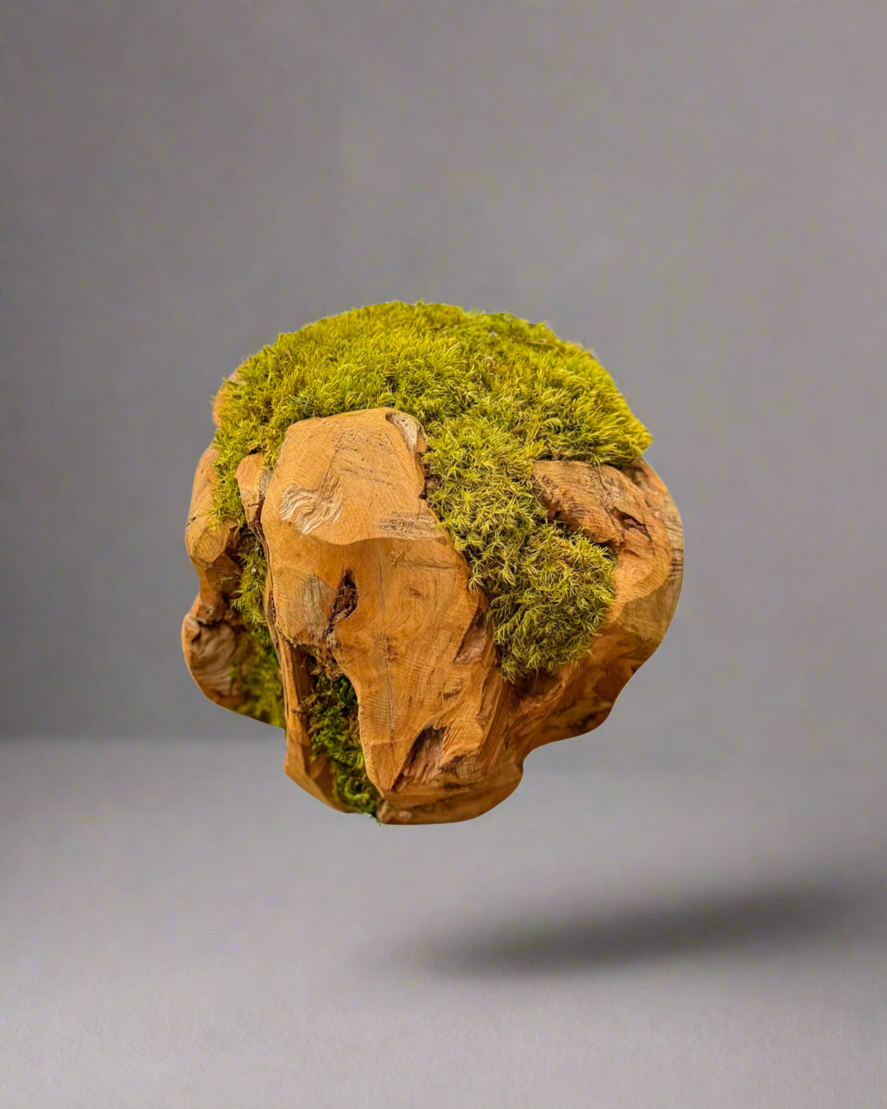 12-inch preserved moss ball on wooden base, used in residential plant design and eco-friendly indoor plant decor for tabletops and entryways.