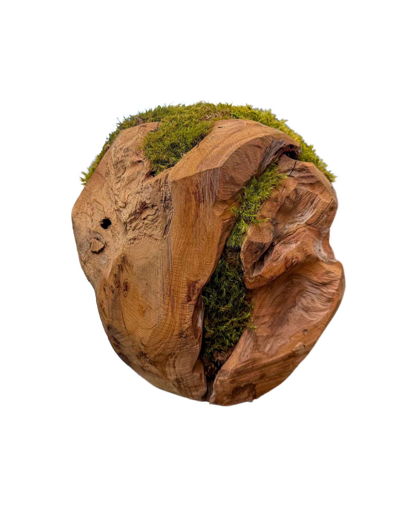 Preserved moss spheres arranged on a wooden tray as indoor plant decor. Trendy Gardener Des Moines, Iowa. Buy moss online for pick up in store, nationwide shipping, or buy in store. 