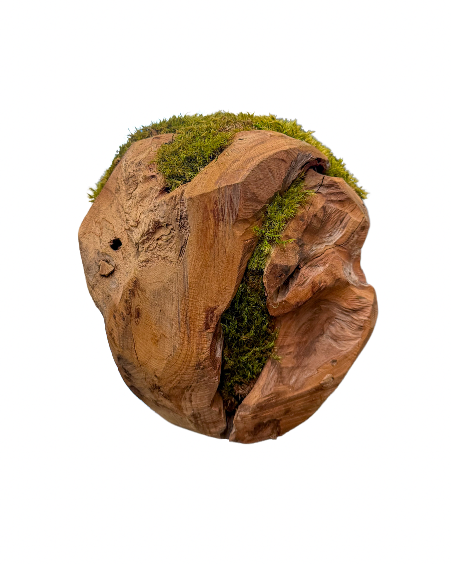 Preserved moss spheres arranged on a wooden tray as indoor plant decor. Trendy Gardener Des Moines, Iowa. Buy moss online for pick up in store, nationwide shipping, or buy in store. 