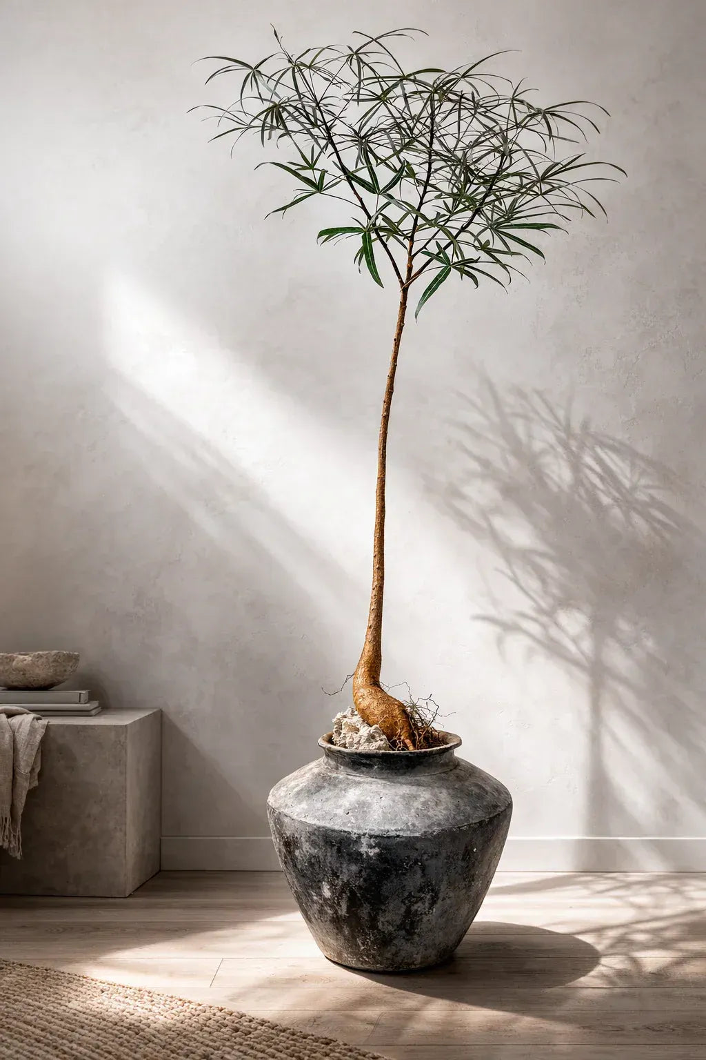 Queensland Bottle Tree potted a Black Terracotta Urn Vessel in a sunny modern living room. 