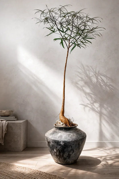 Queensland Bottle Tree potted a Black Terracotta Urn Vessel in a sunny modern living room. 