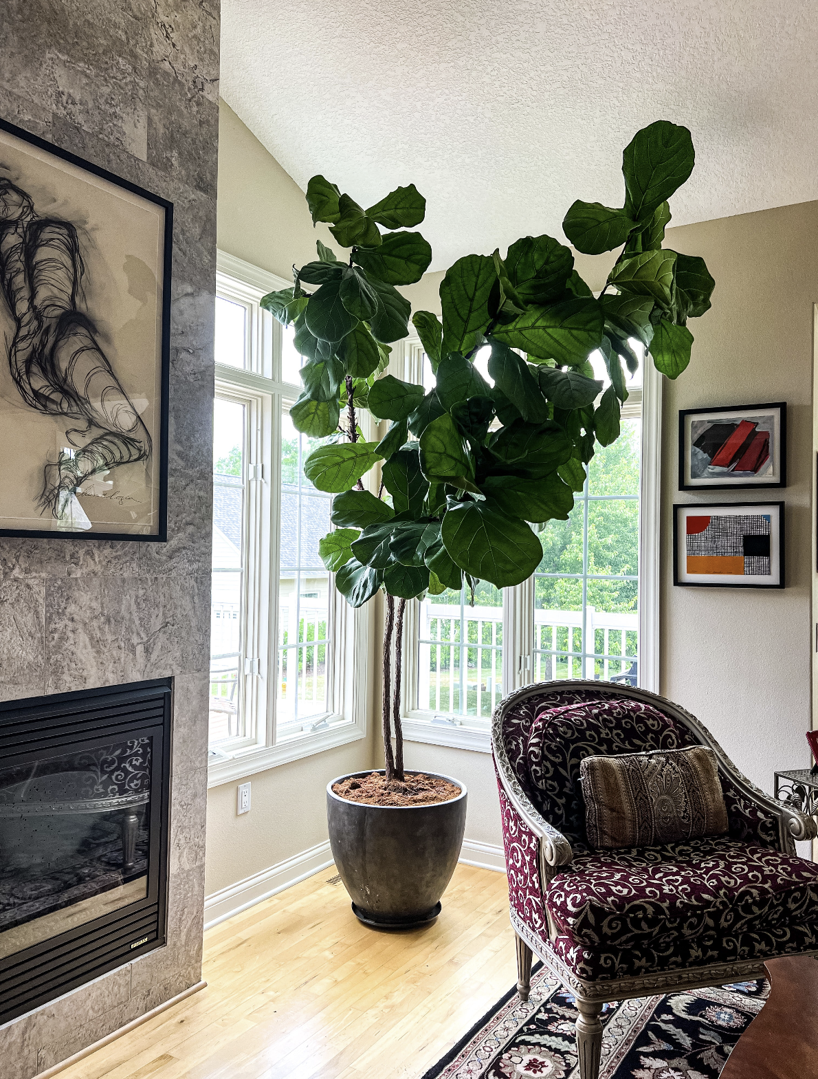 Living room with a large potted ficus fiddle fig tree professionally installed and maintained on a weekly basis by Trendy Gardener's Residential Houseplant Maintenance Service. 