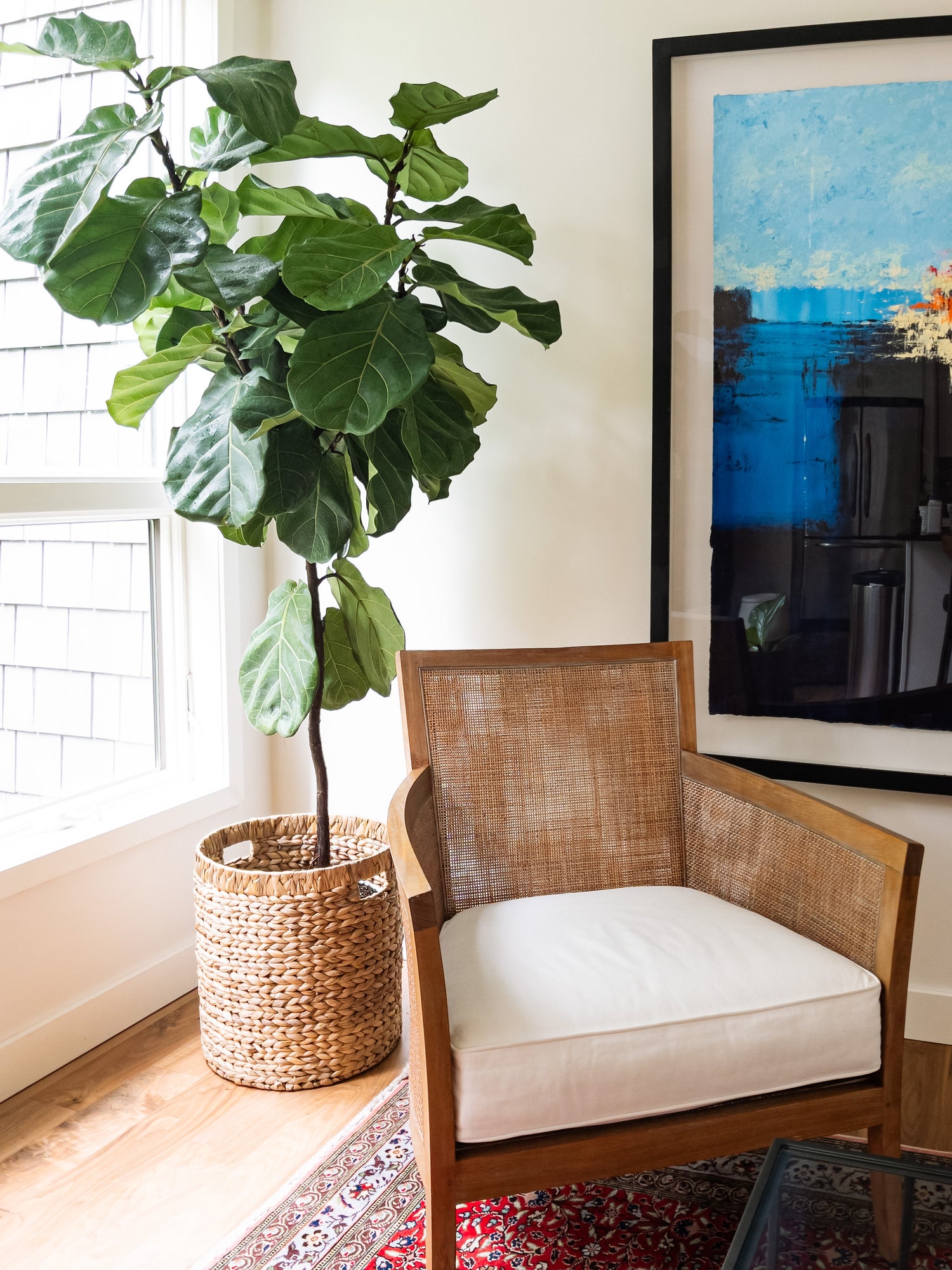 Large indoor ficus tree in a woven basket planter next to a large window and modern chair. 