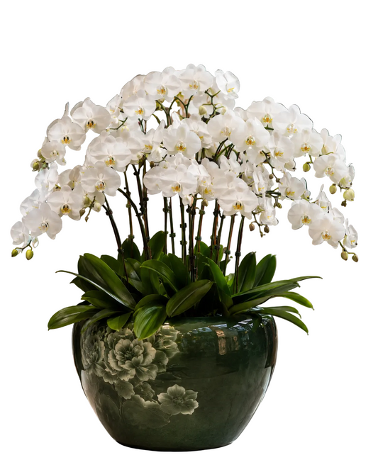 Luxury 8-stem Phalaenopsis orchid statement arrangement in an elegant vessel for premium interiors, offices, and client-facing spaces.