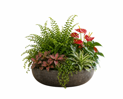 Tropical botanical centerpiece indoor plant arrangement with red anthurium, spider plant, pink fittonia, fern, moss, and dark textured bowl planter.