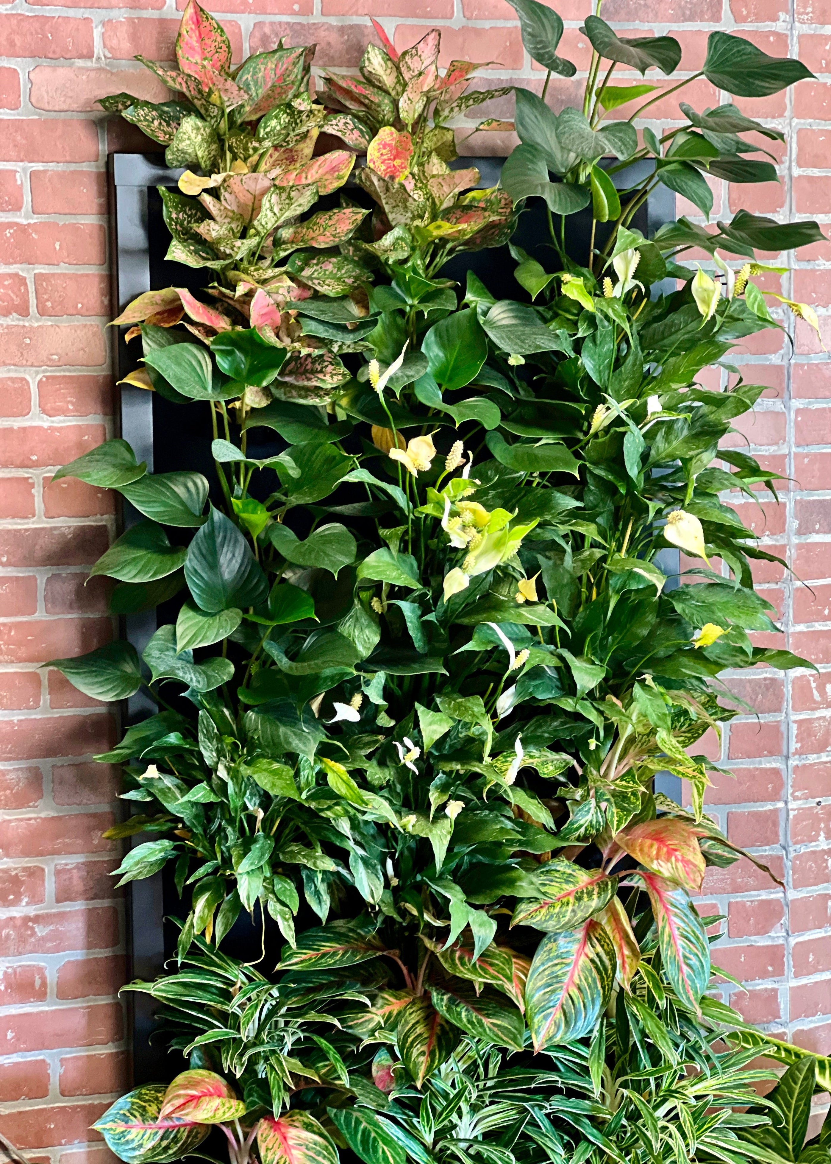 Tropical living wall/green wall with peace lily, aglaonema and philodendron on a brick feature wall, commercial interior plantscaping and plant maintenance in West Des Moines, Iowa.