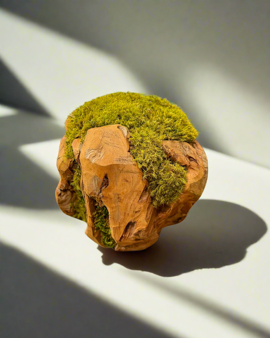 8-inch preserved moss ball on wooden base, used in residential plant design and eco-friendly indoor plant decor for tabletops and entryways.