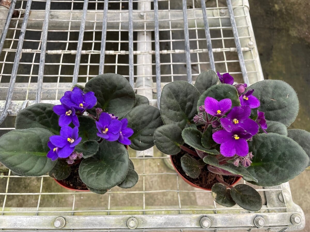 African Violet-Indoor Plants-Trendy Gardener