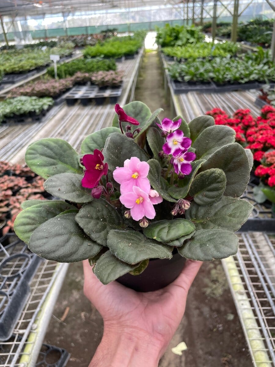 African Violet-Indoor Plants-Trendy Gardener