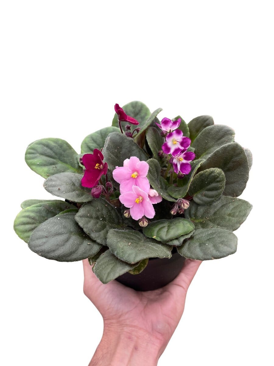 African Violet-Indoor Plants-Trendy Gardener