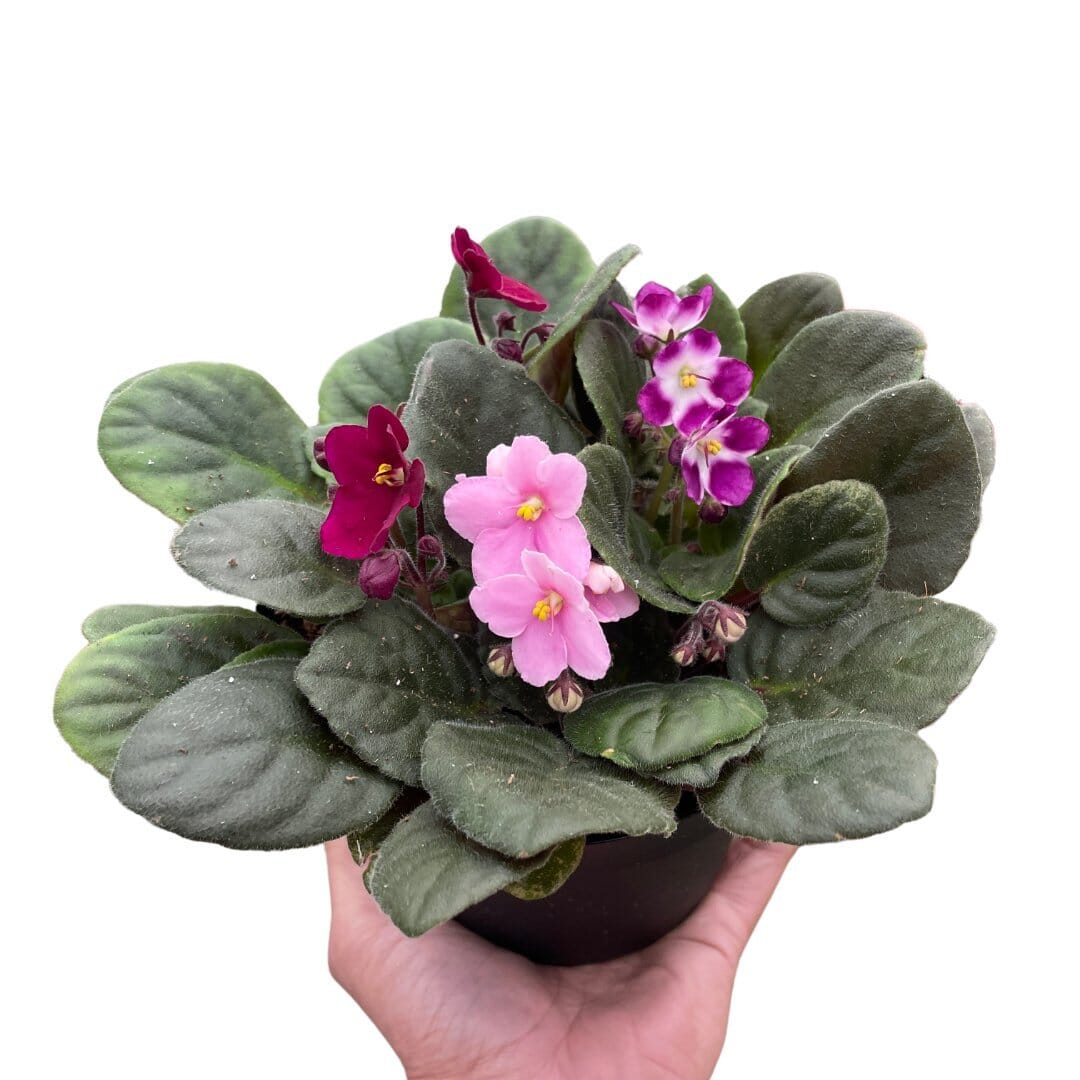 African Violet-Indoor Plants-Trendy Gardener