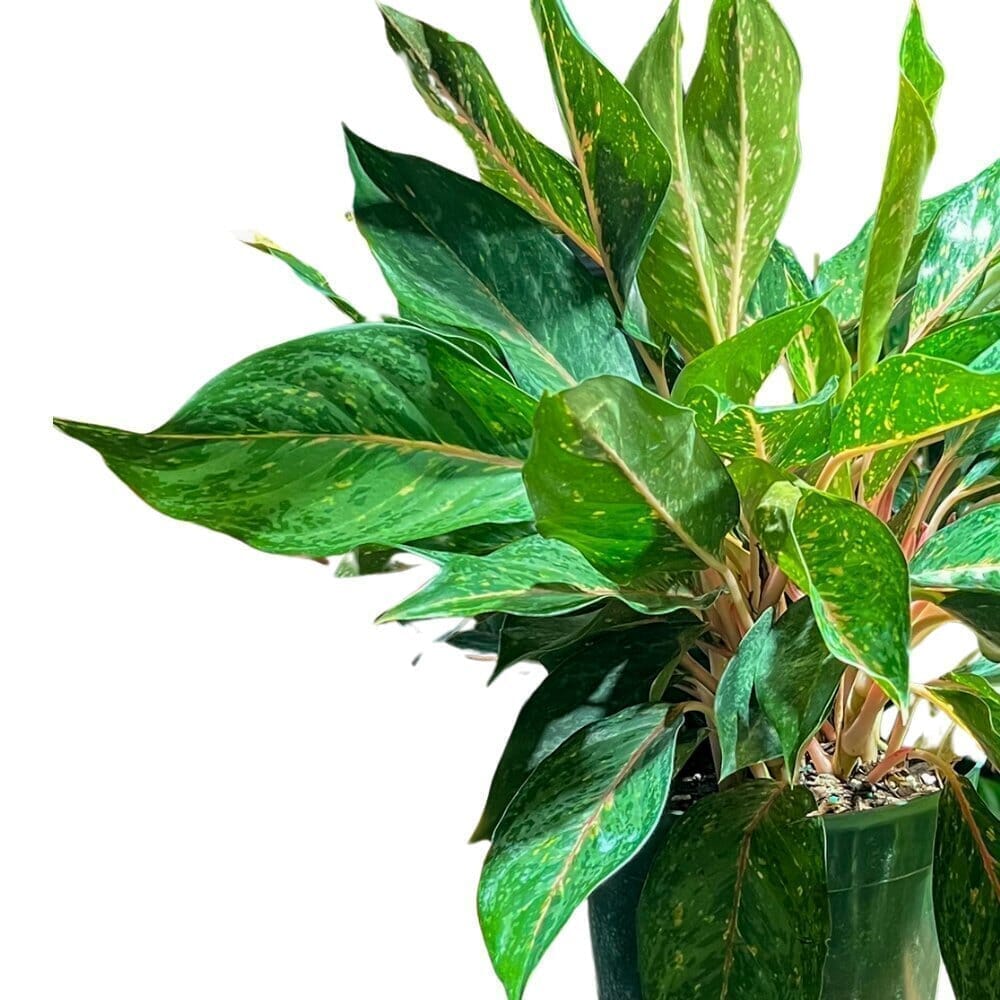 Aglaonema Amelia Lane Indoor Plants Trendy Gardener 8" Pot 