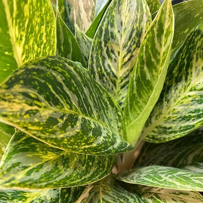 Aglaonema (Chinese Evergreen) Golden Madonna Indoor Plants Trendy Gardener 6" Pot 