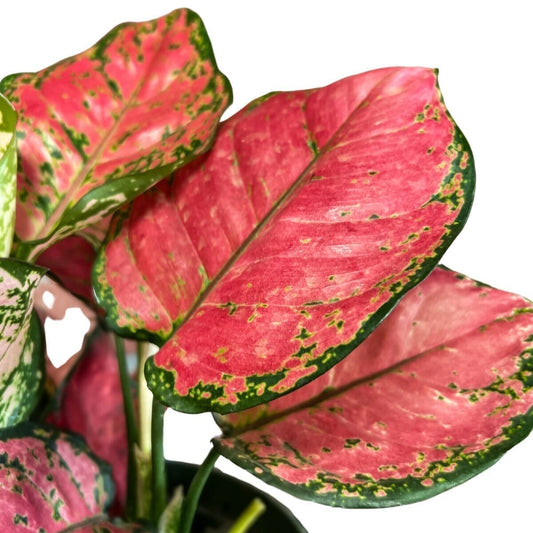 Aglaonema (Chinese Evergreen) Lady Valentine Indoor Plants Trendy Gardener 