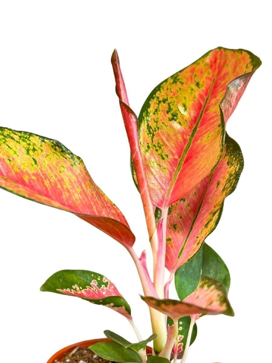 Aglaonema (Chinese Evergreen) Pink Pearl Indoor Plants Trendy Gardener 