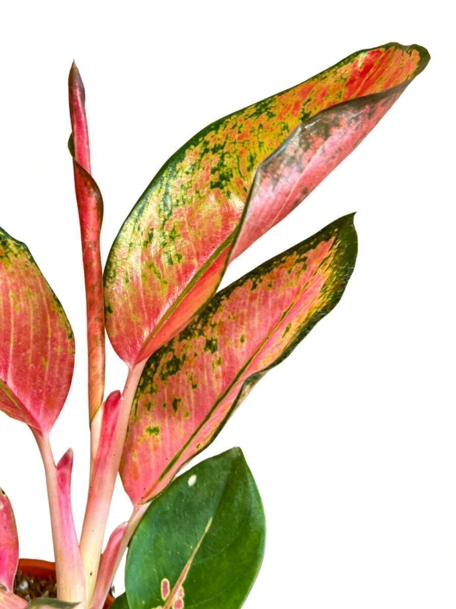 Aglaonema (Chinese Evergreen) Pink Pearl Indoor Plants Trendy Gardener 6" Pot 