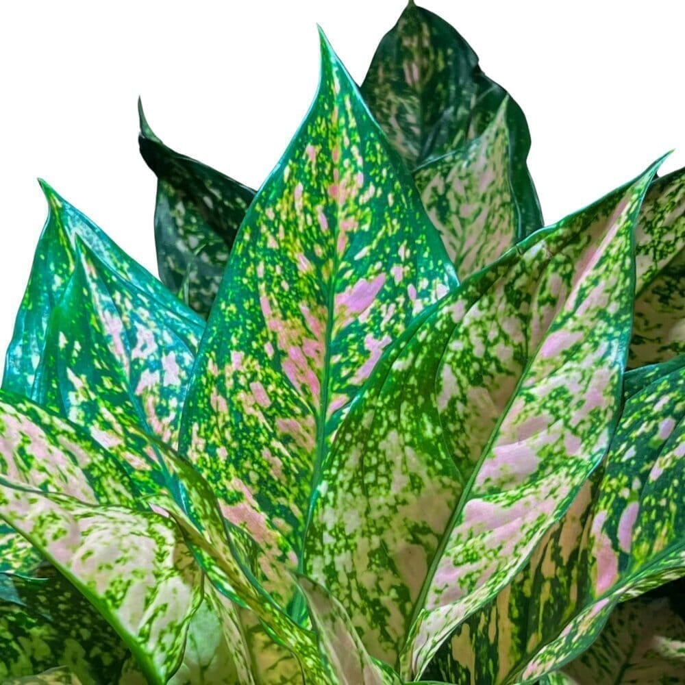 Aglaonema Etta Rose Indoor Plants Trendy Gardener 