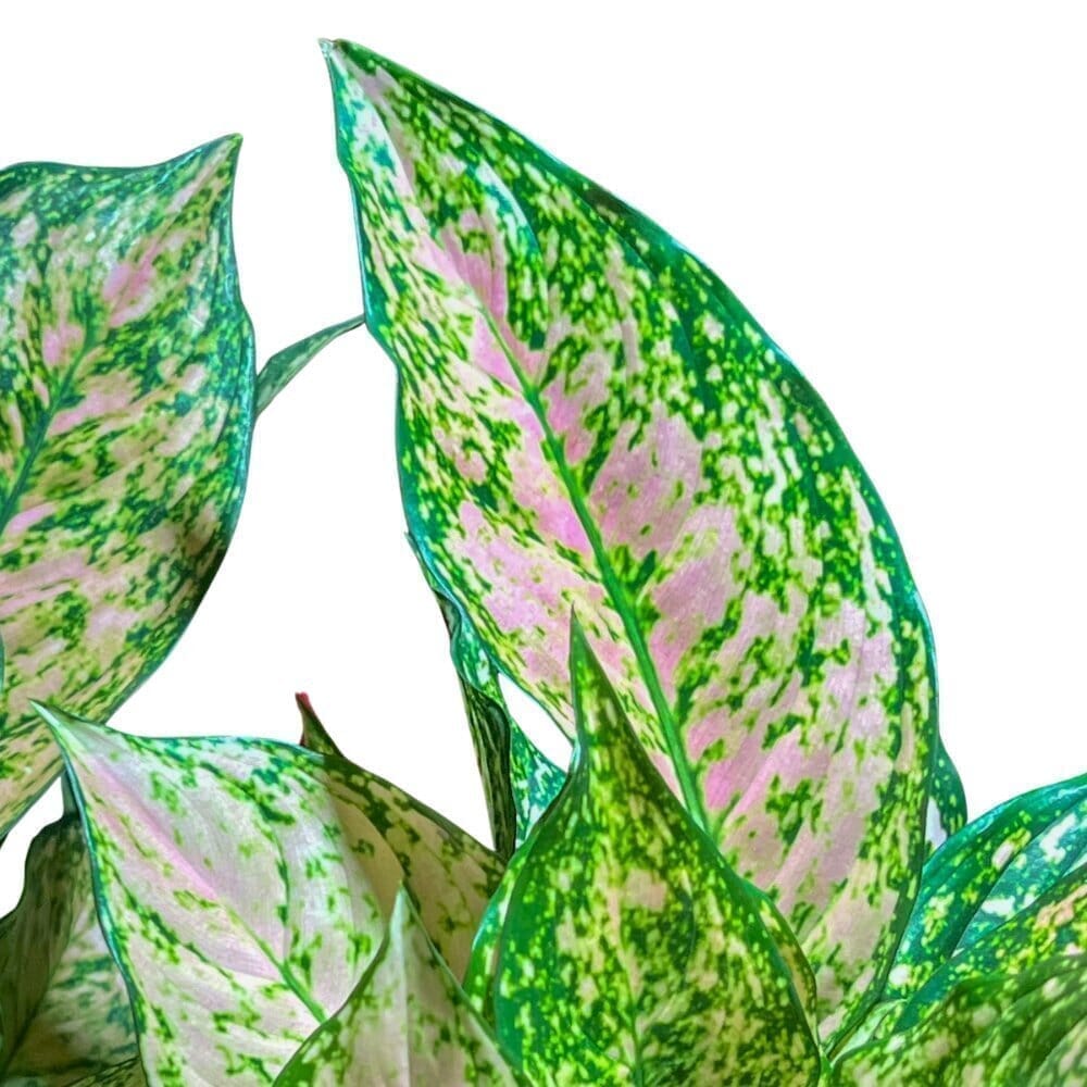 Aglaonema Etta Rose Indoor Plants Trendy Gardener 8" Pot 