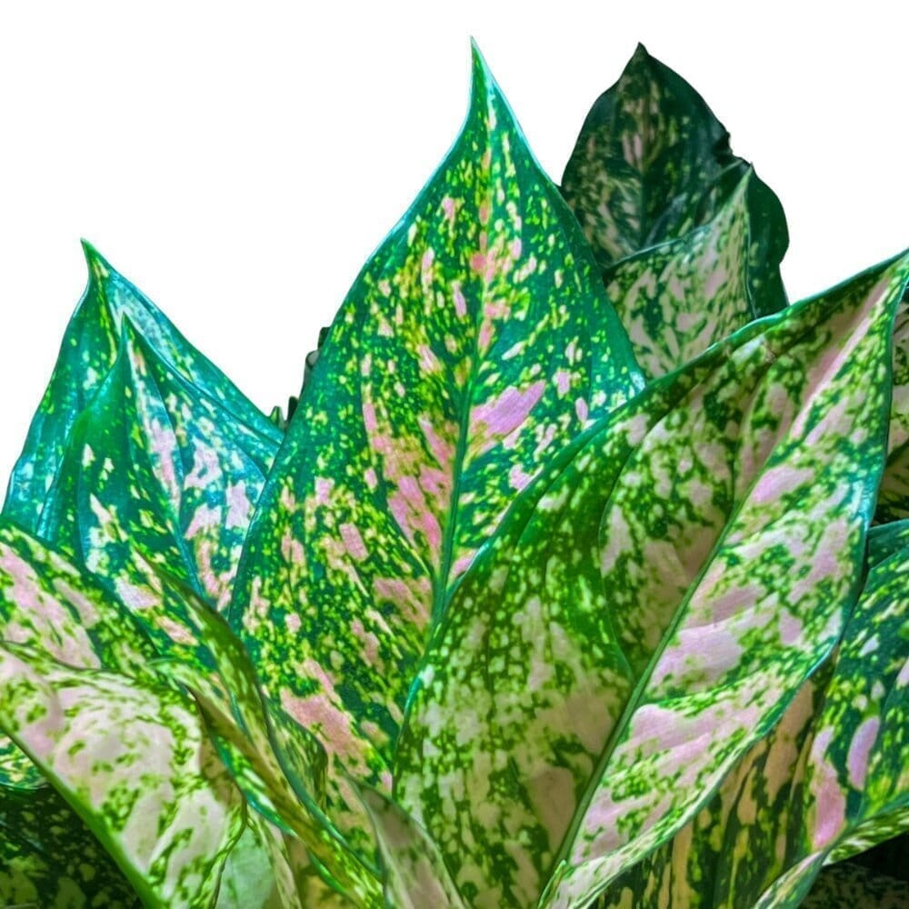 Aglaonema Etta Rose Indoor Plants Trendy Gardener 